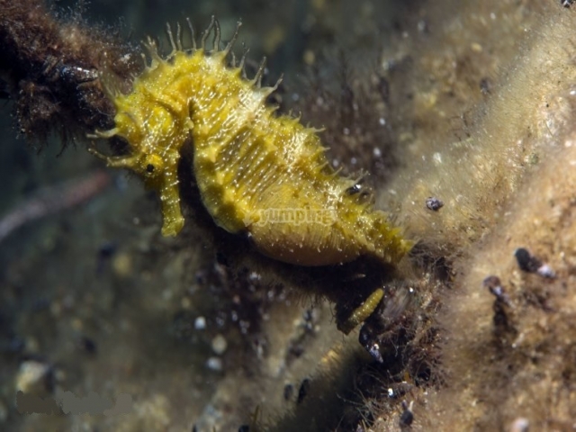  Habitantes de los fondos marinos